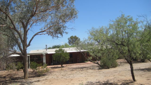 Back yard trees