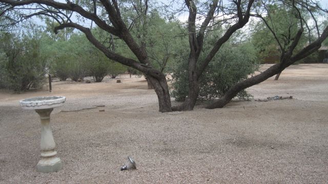 Back patio mature desert landscape