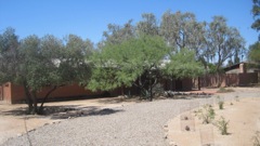 Front olive and mesquite trees