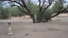 Back patio mature desert landscape