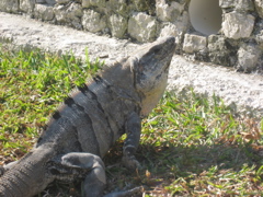 IMG_1549.JPG