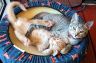 image/_s0233-catsontrampoline.jpg, 3K