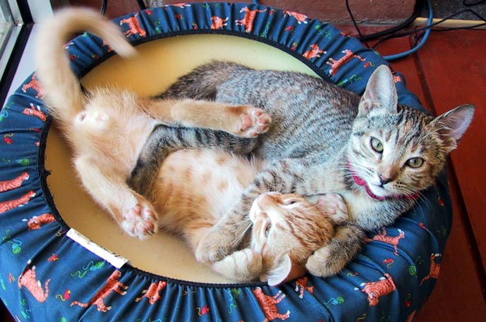 image/s0233-catsontrampoline.jpg, 79.1K