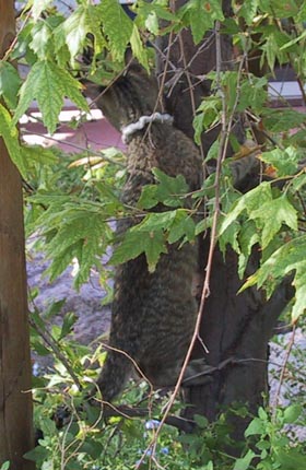 image/s0247-wanda-tree.jpg, 38.6K
