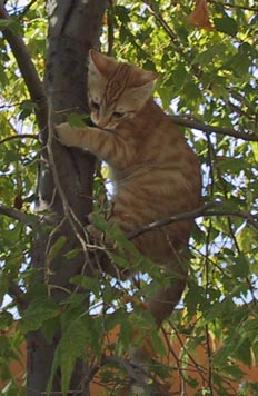 image/s0248-oliver-tree.jpg, 26.4K