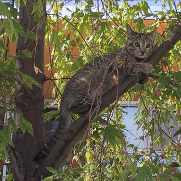 image/s0249-claudia-possum-tree.jpg, 45.7K