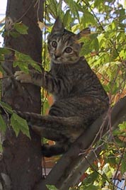image/s0250-claudia-tree.jpg, 15.5K