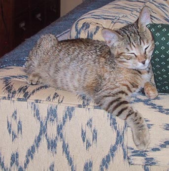 image/s0251-wanda-napattack.jpg, 34.5K