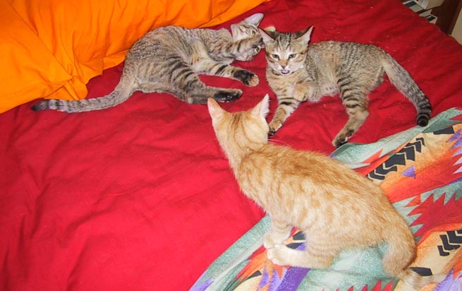 image/s0255-fight4.jpg, 51.5K