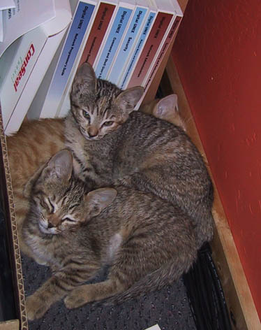 image/s0203-staffnap.jpg, 35.9K