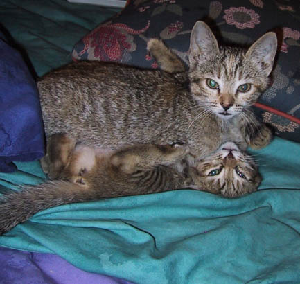 image/s0206-dontbotheruswefigh.jpg, 37.5K