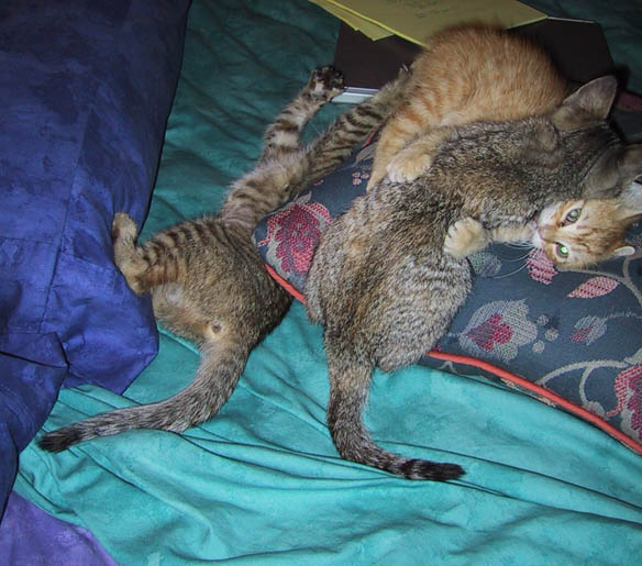 s0207-catfight.jpg