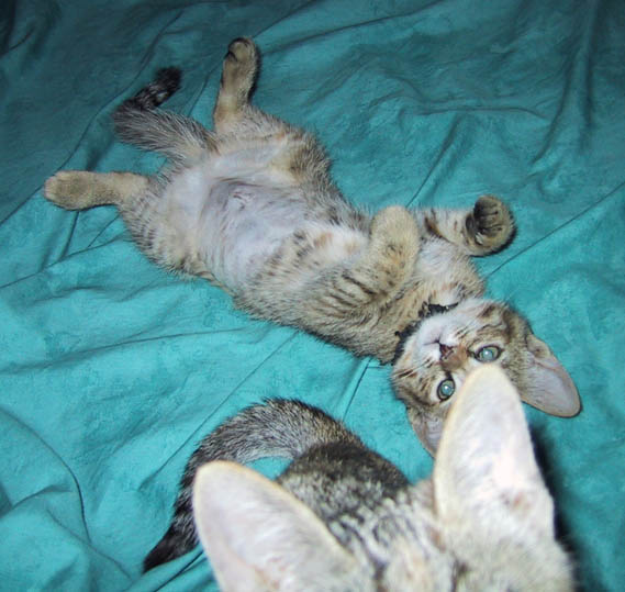 image/s0208-isaidnopictures.jpg, 51.9K