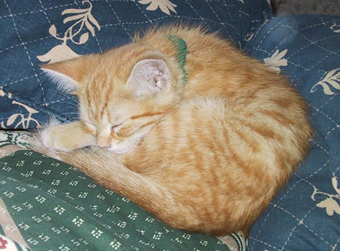 image/s0210-olivermellors.jpg, 44.7K