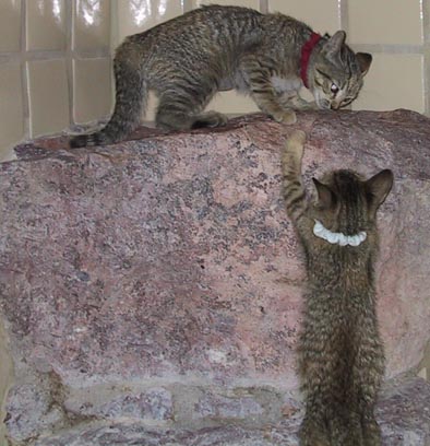 image/s0212-kingoftherock.jpg, 39.1K