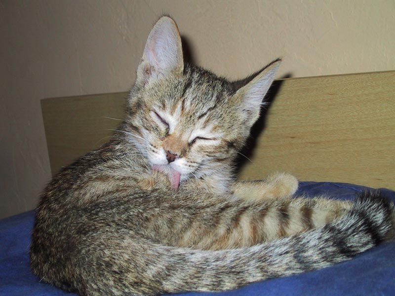 image/s0214-washingcat.jpg, 86.7K