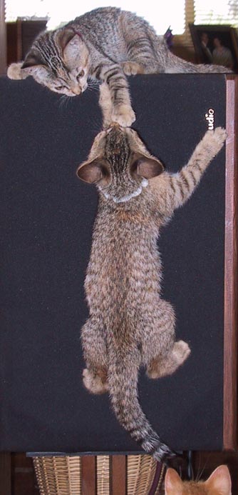 image/s0215-speakercats.jpg, 45K