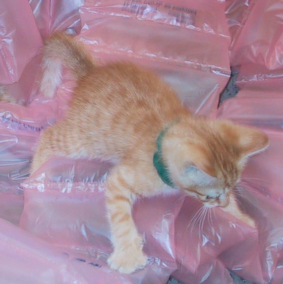 image/s0216-packingkitty.jpg, 42.2K