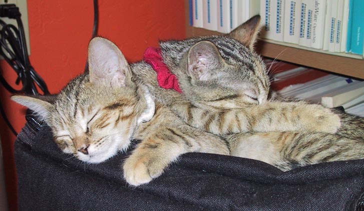 image/s0217-yinyangcats.jpg, 74.6K