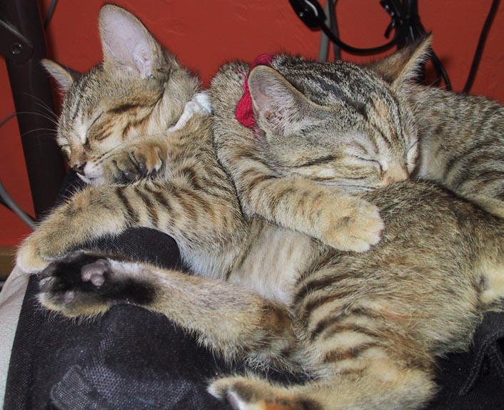 image/s0218-yinyangcats.jpg, 96.9K