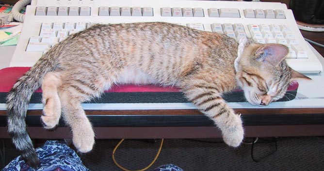 image/s0222-keyboardnap.jpg, 54.4K