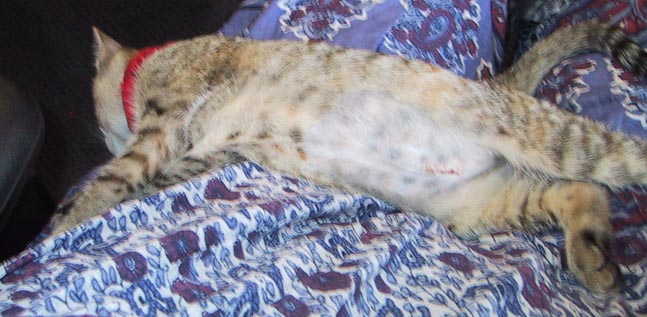 image/s0224-claudialapnoodle.jpg, 52K