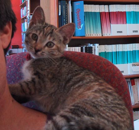 image/s0225-claudiashoulderkit.jpg, 34.3K