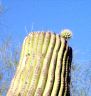 image/_flattop-saguaro.jpg, 2.7K