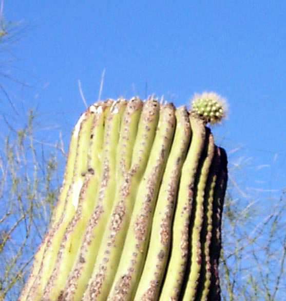 image/flattop-saguaro.jpg, 49.5K