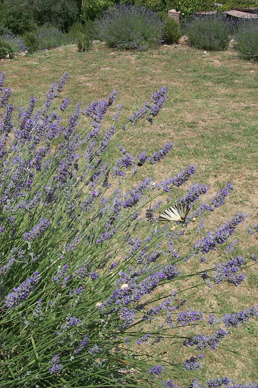 image/887-lavender.jpg, 512 x 768, 189.7K