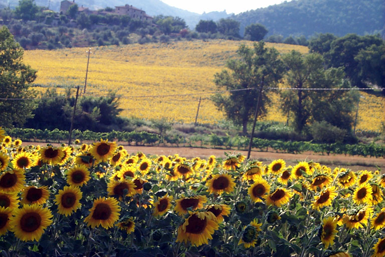 image/927-sunflowers.jpg, 768 x 512, 141.2K