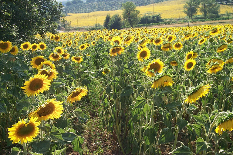 image/935-sunflowers.jpg, 768 x 512, 202.7K