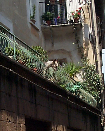 image/957-orvieto-guardian.jpg, 361 x 448, 48K