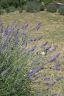 image/_887-lavender.jpg, 64 x 96, 2.4K