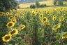 image/_935-sunflowers.jpg, 96 x 64, 3.1K