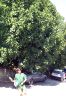 image/_972-figtree-bill.jpg, 66 x 96, 3.3K