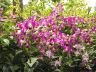 image/_s0185-orchids.jpg, 3.8K