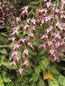 image/_s0186-mthatcherorchid.jpg, 3.9K