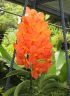 image/_s0189-orchids.jpg, 3.1K