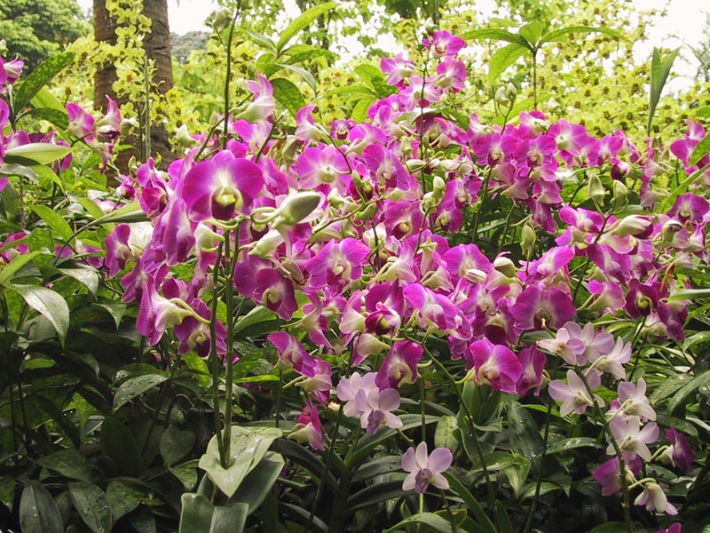image/s0185-orchids.jpg, 176.4K