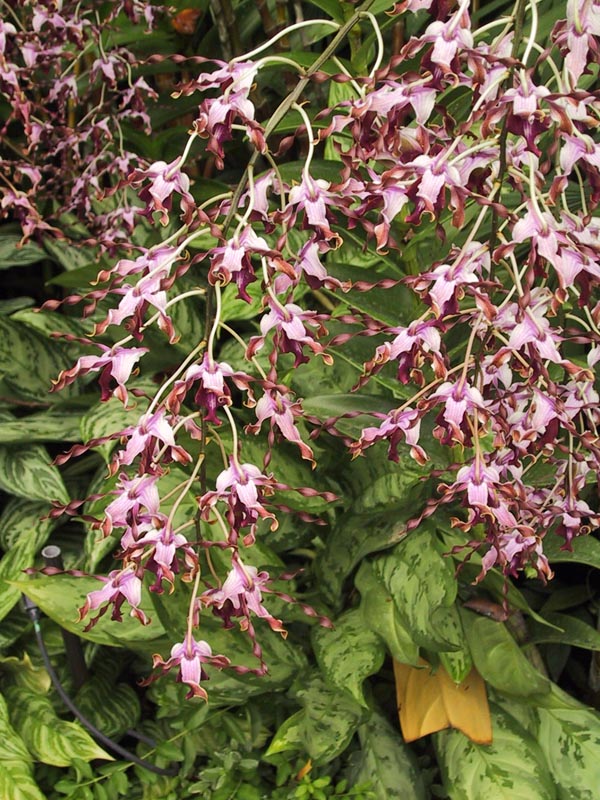 image/s0186-mthatcherorchid.jpg, 164K