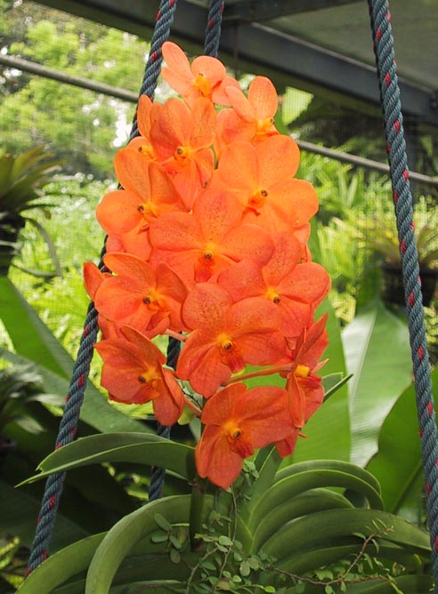 image/s0189-orchids.jpg, 83.7K