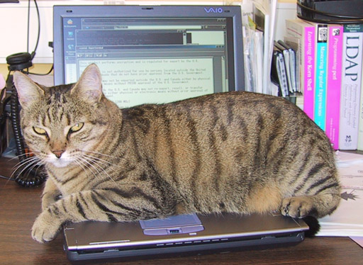 image/0178-tinaonlaptop.jpg, 79.3K