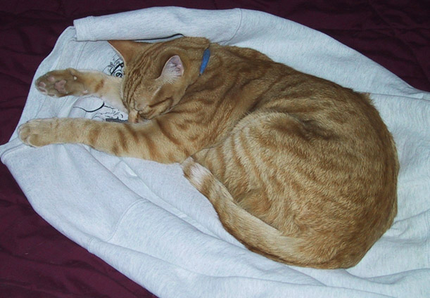 image/0198-oliverasleep.jpg, 78K