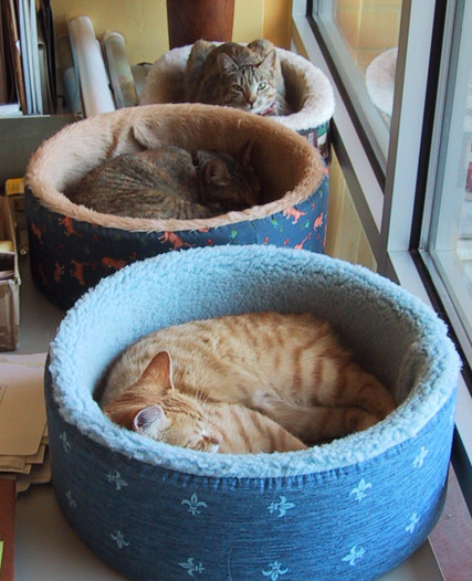 image/0230-catpowernap.jpg, 80.8K