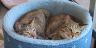 image/_0199-1bucket2cats.jpg, 2K